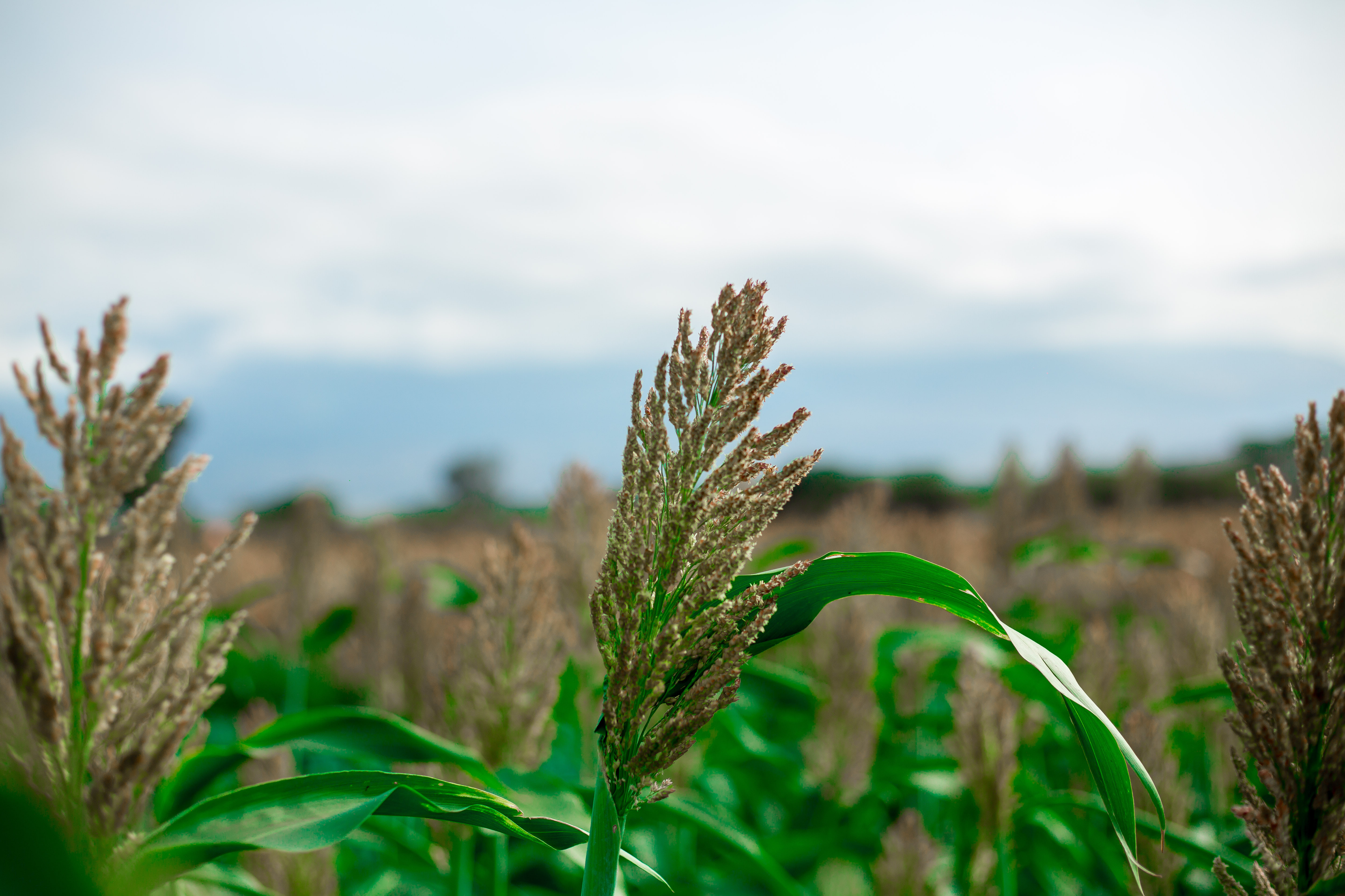 Baled Napier silage, Napier cuttings, and Brachiaria splits
